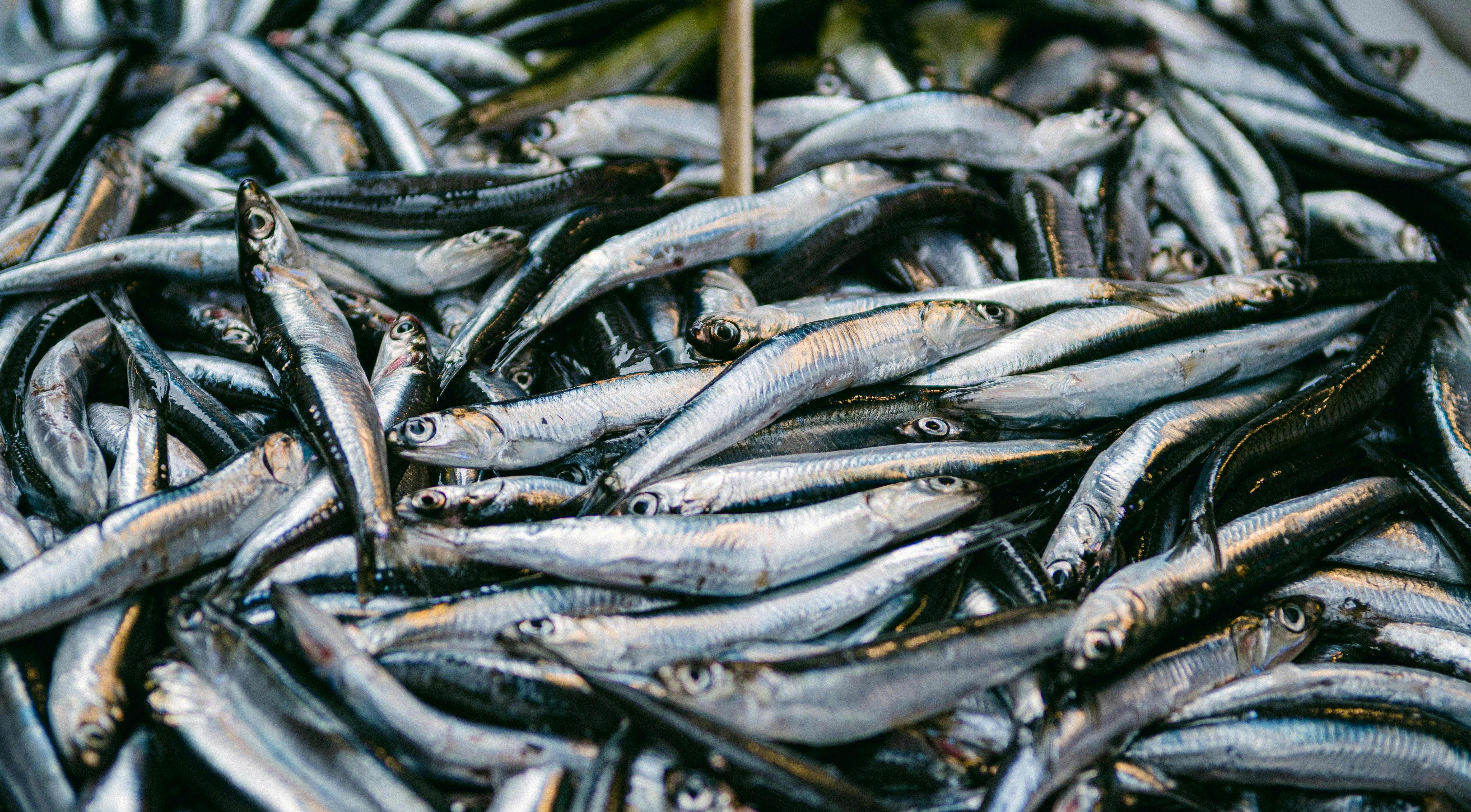 Anchovy (Nethili)